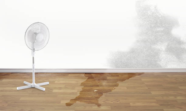 Best Ceiling water damage repair  in Cedar City, UT